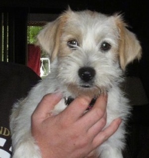 Upper body shot view from the front - A wiry looking white with tan Cairn Terrier mix is being held in the air by a person whose hand is across the dogs chest.